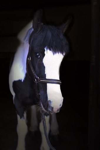 "Dan the man" Piebald Gelding All Rounder