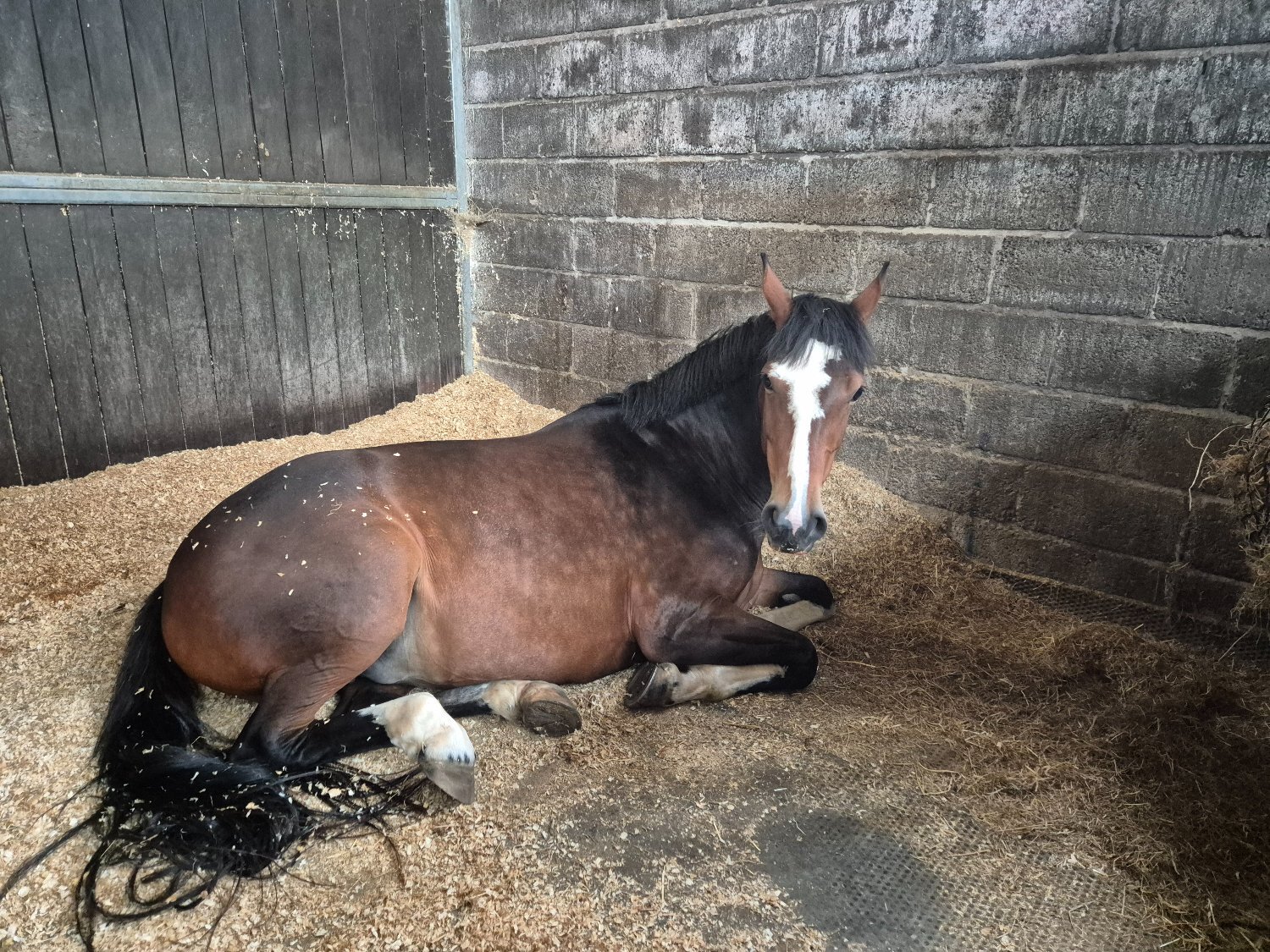 "Smartie " Bay Mare All Rounder - All Rounders 