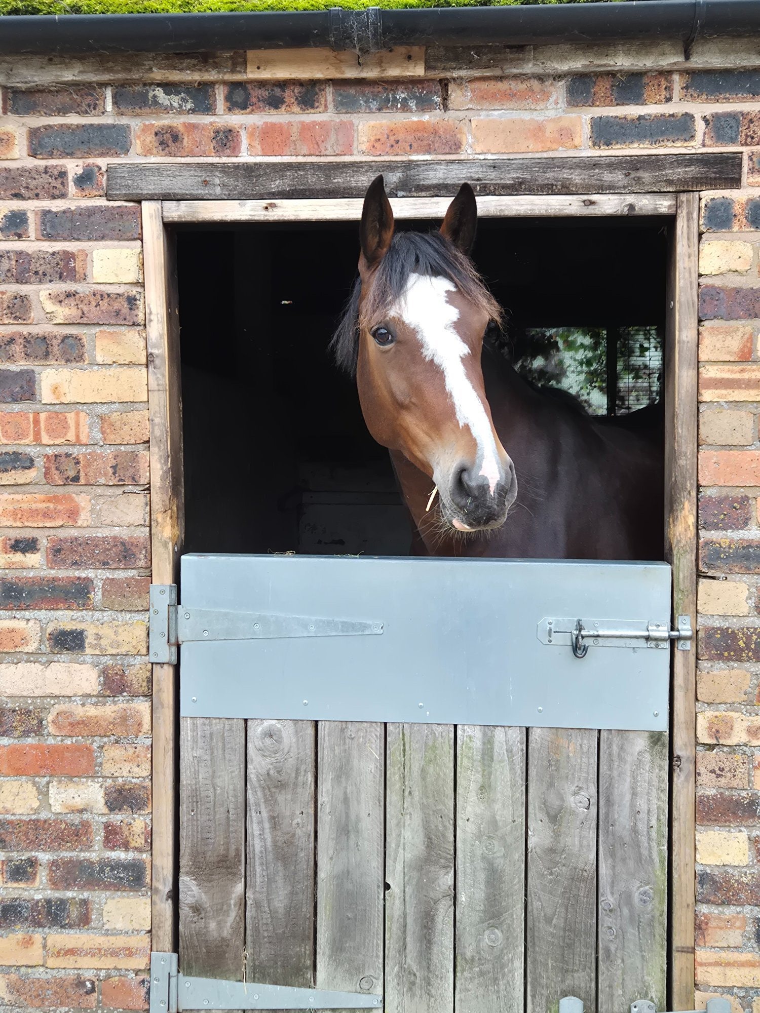 "Smartie " Bay Mare All Rounder - 