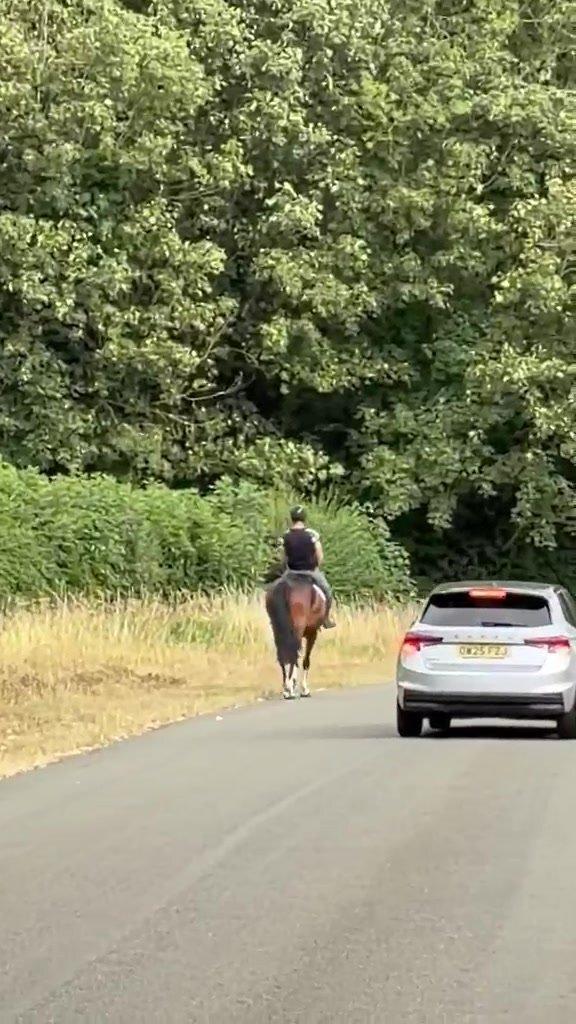 "Smartie " Bay Mare All Rounder - All Rounders