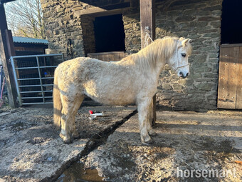 "" Grey Gelding Mountain & Moorland Pony