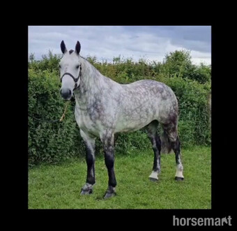 "" Dapple Grey Gelding Cob/Heavy Horse