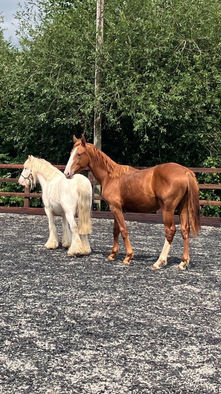 Youngstock and Foals  - "Jamill"  Colt Youngstock / Foal