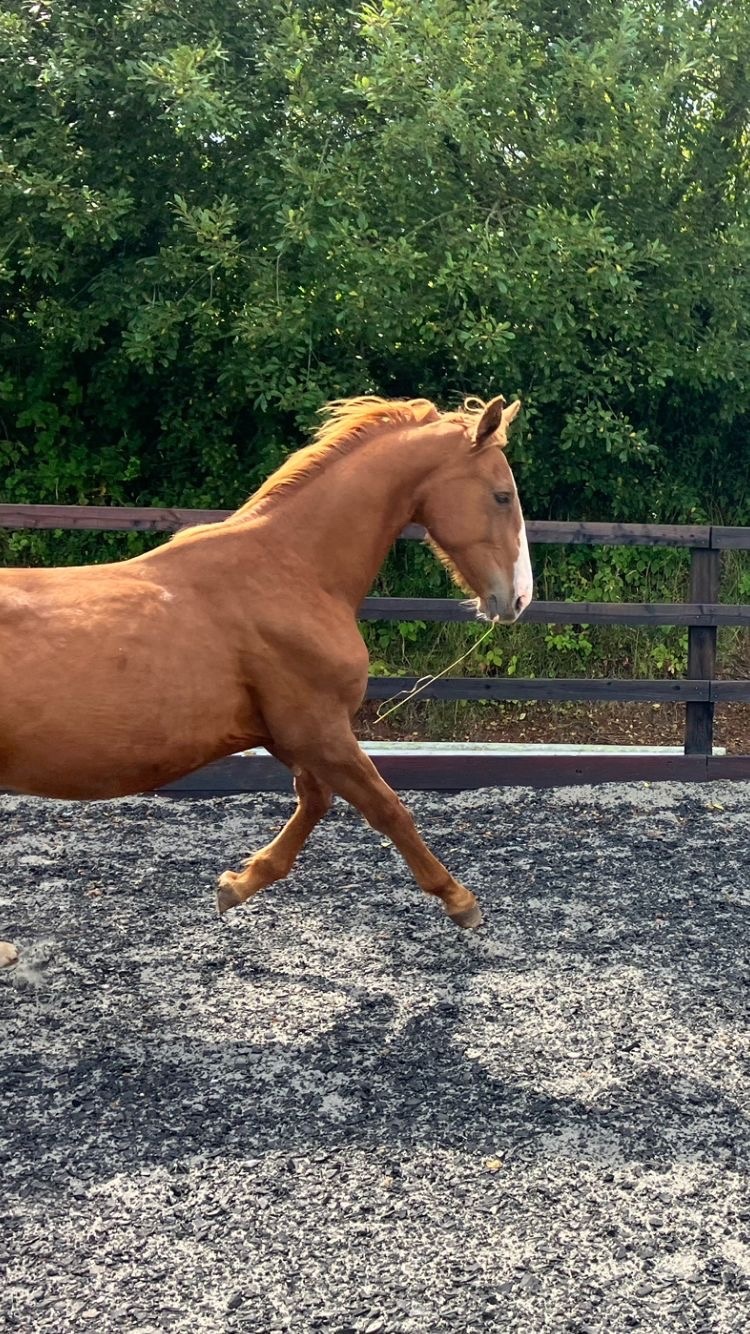 "Jamill"  Colt Youngstock / Foal - Youngstock and Foals 