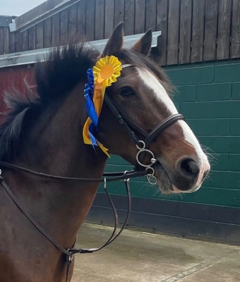 "Bryan" Bay Gelding All Rounder