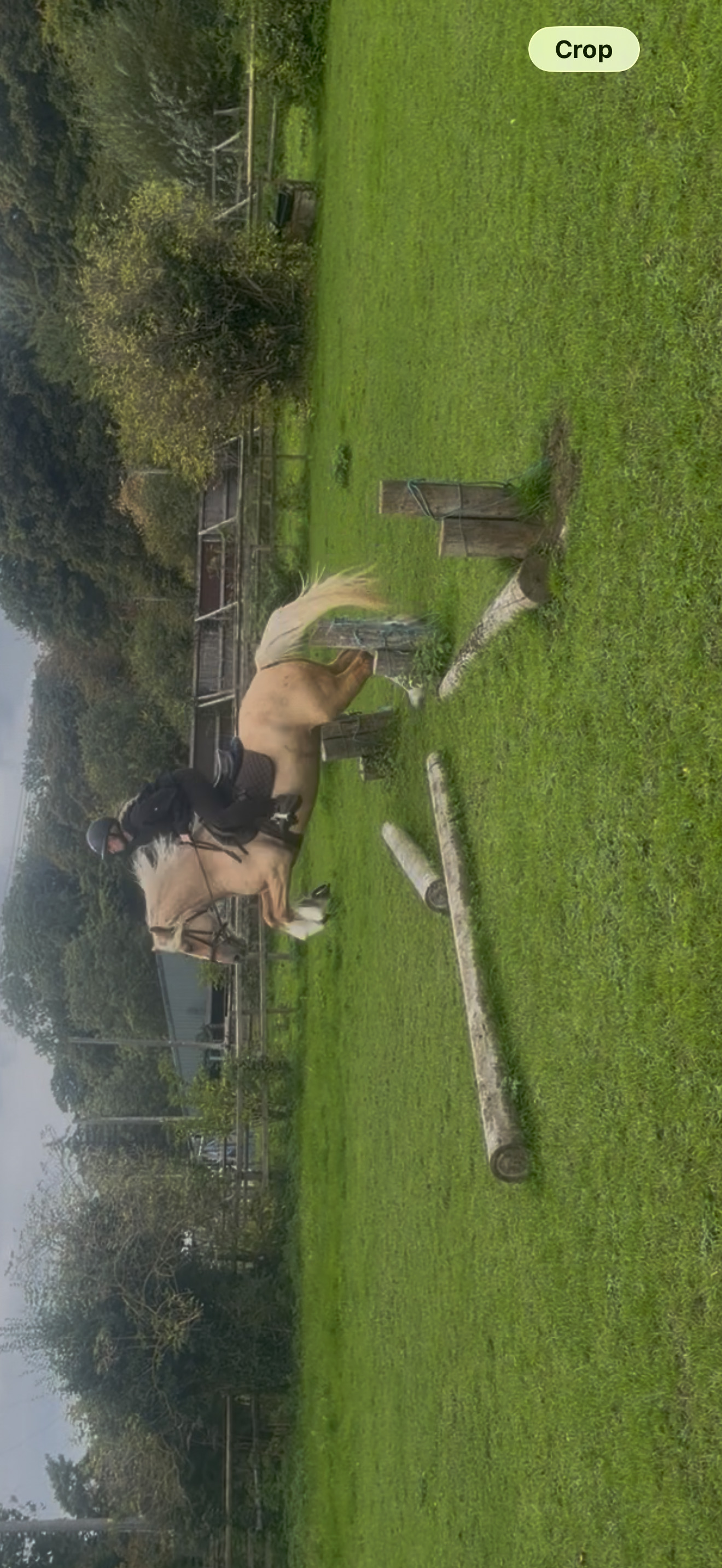 Cobs & Heavy Horses - "Sandy " Palomino Mare Cob/Heavy Horse in 
