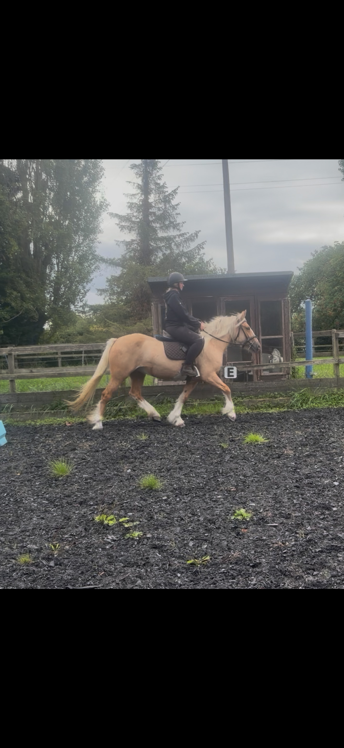 Cobs & Heavy Horses  - "Sandy " Palomino Mare Cob/Heavy Horse