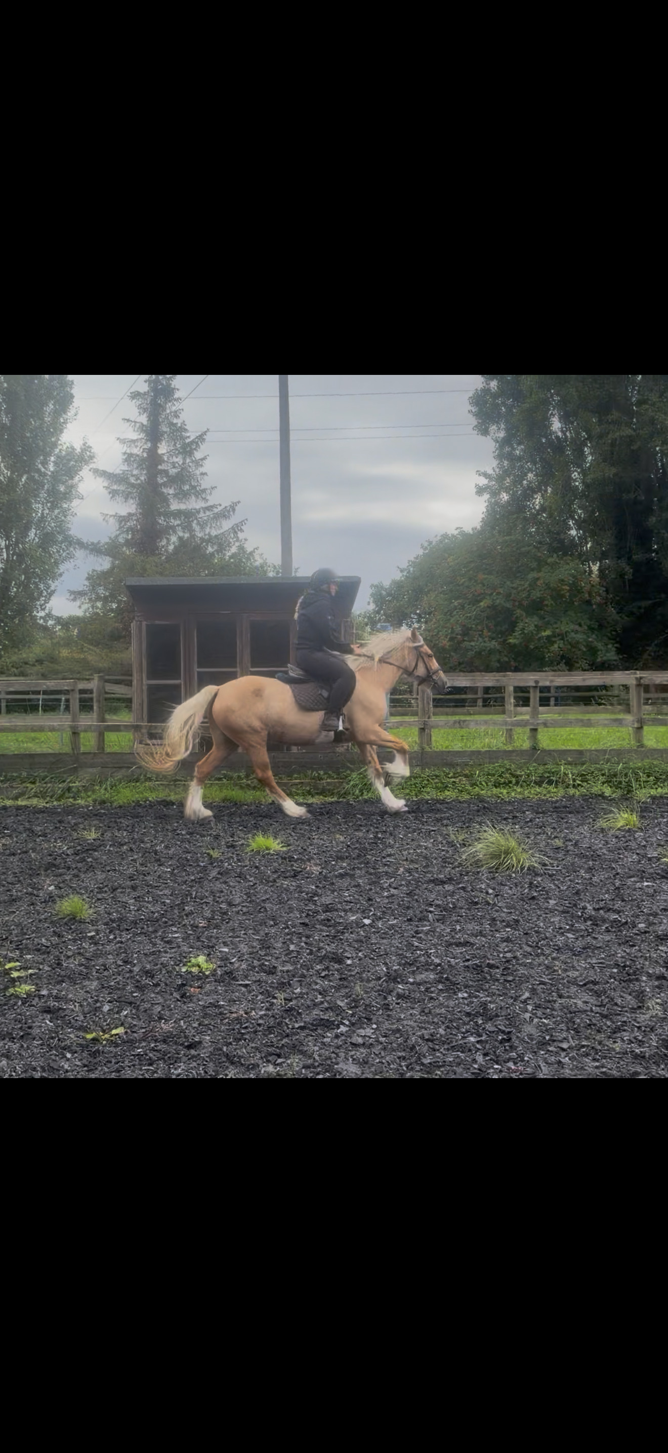 "Sandy " Palomino Mare Cob/Heavy Horse - Cobs & Heavy Horses 