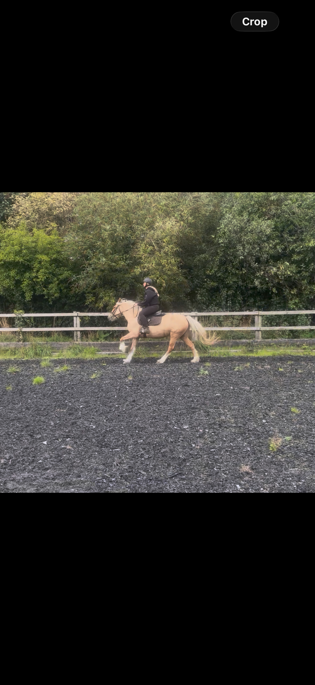 "Sandy " Palomino Mare Cob/Heavy Horse - 