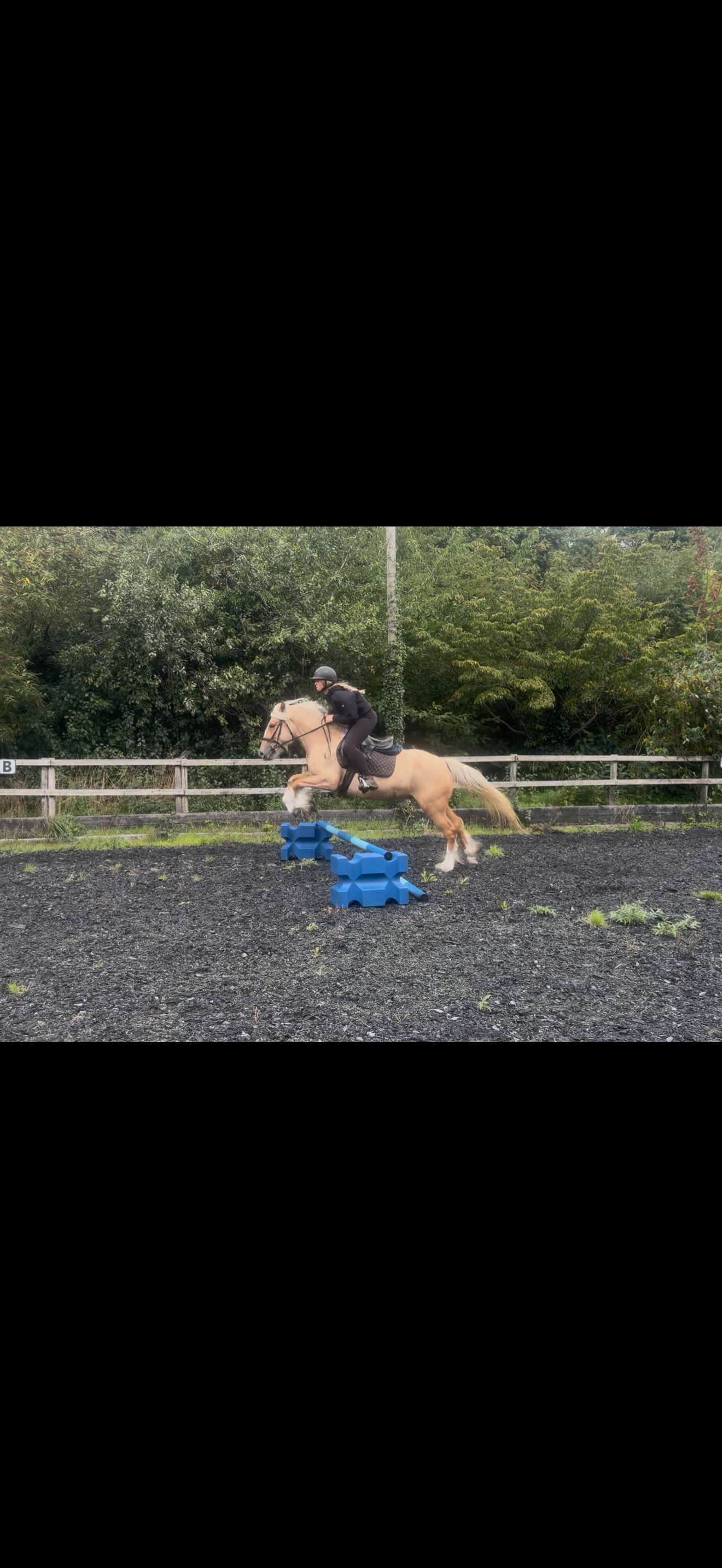"Sandy " Palomino Mare Cob/Heavy Horse - Cobs & Heavy Horses