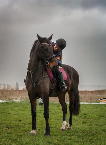 "ATHENA " Bay Mare All Rounder