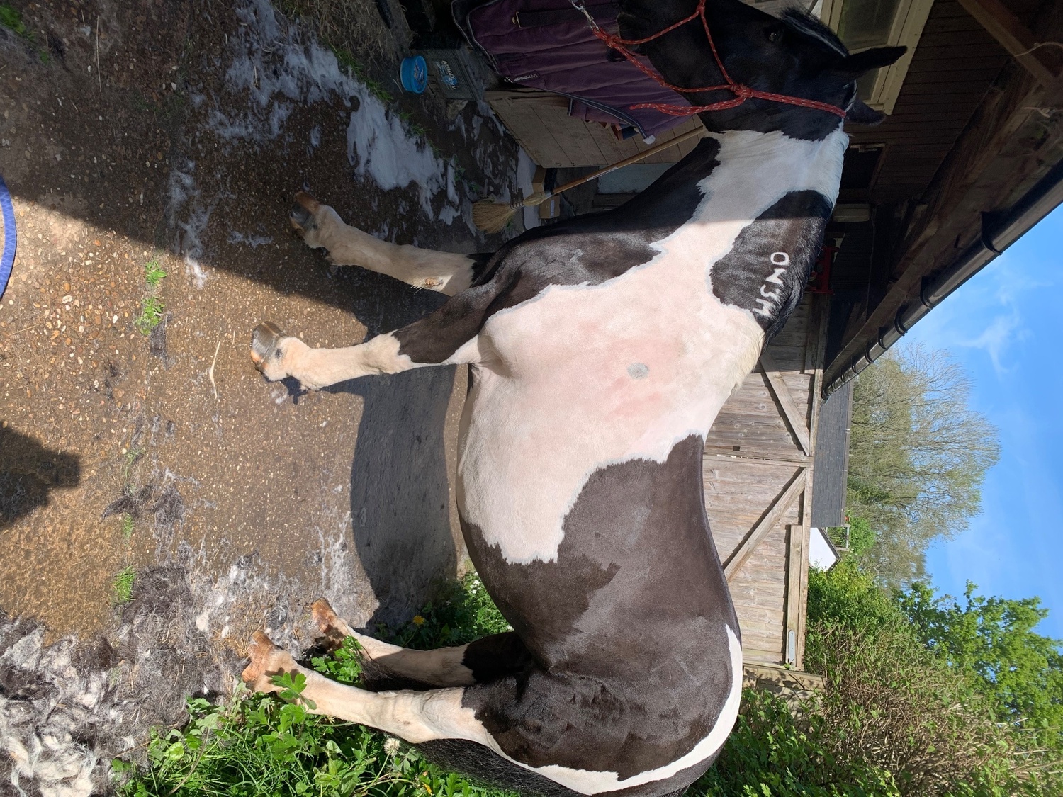 Coloured Horses  - "Darcy " Piebald Mare Coloured