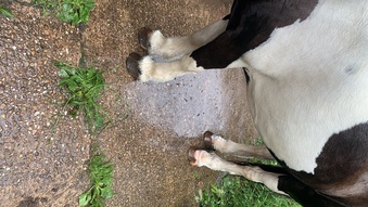 "Darcy " Piebald Mare Coloured