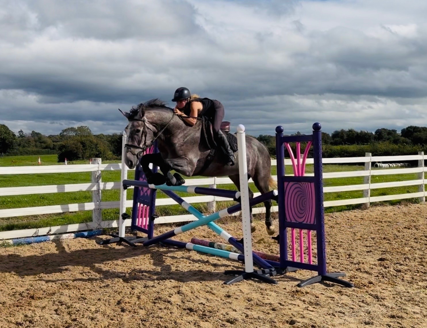  "Duke: rare find! versatile, talented, ultra quiet and honest dreamhorse " Roan Gelding All Rounder