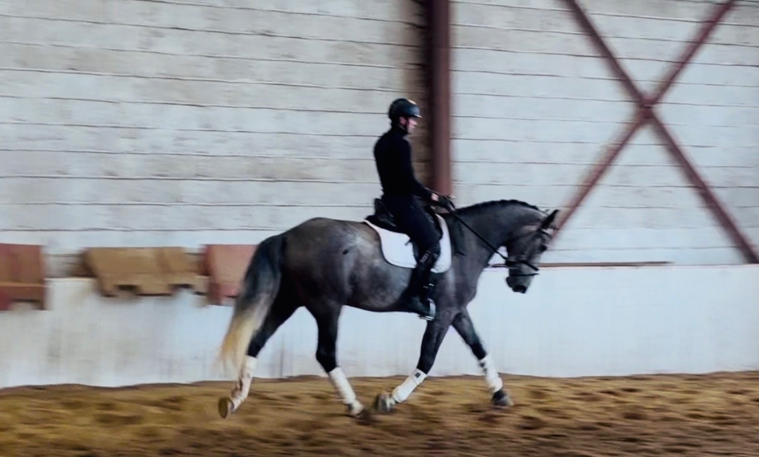 "Duke: rare find! versatile, talented, ultra quiet and honest dreamhorse " Roan Gelding All Rounder - All Rounders in 