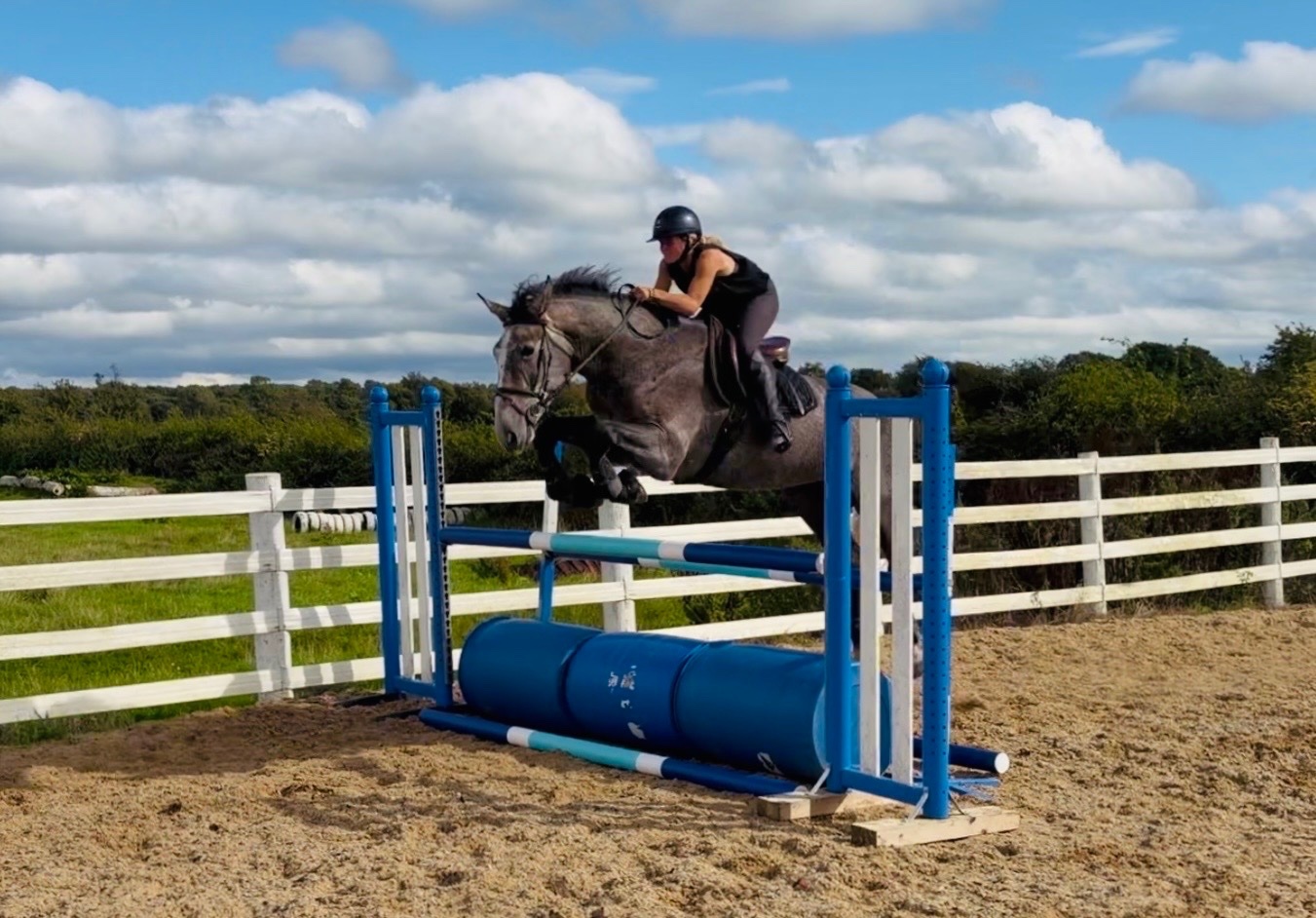 "Duke: rare find! versatile, talented, ultra quiet and honest dreamhorse " Roan Gelding All Rounder - All Rounders