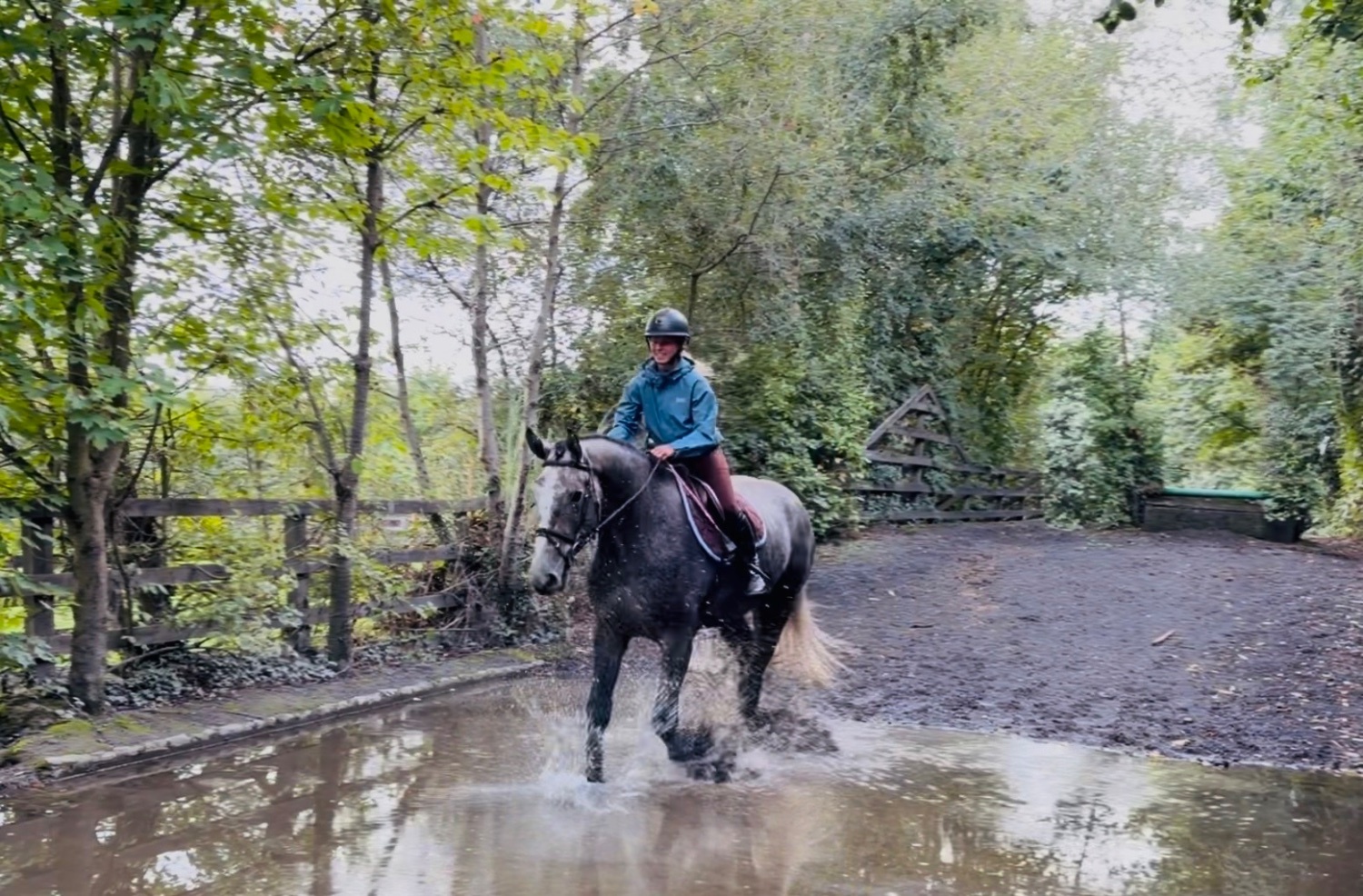 "Duke: rare find! versatile, talented, ultra quiet and honest dreamhorse " Roan Gelding All Rounder 