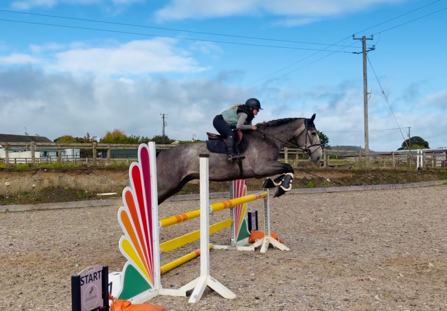 All Rounders - "Duke: rare find! versatile, talented, ultra quiet and honest dreamhorse " Roan Gelding All Rounder in 