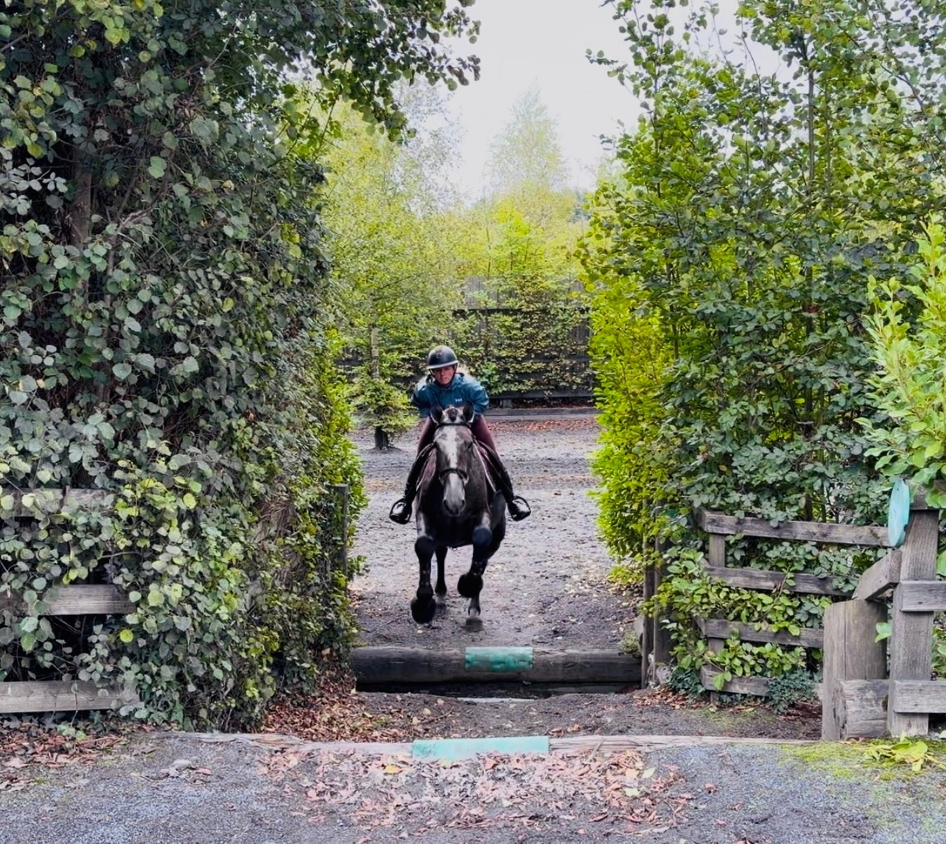 All Rounders - "Duke: rare find! versatile, talented, ultra quiet and honest dreamhorse " Roan Gelding All Rounder
