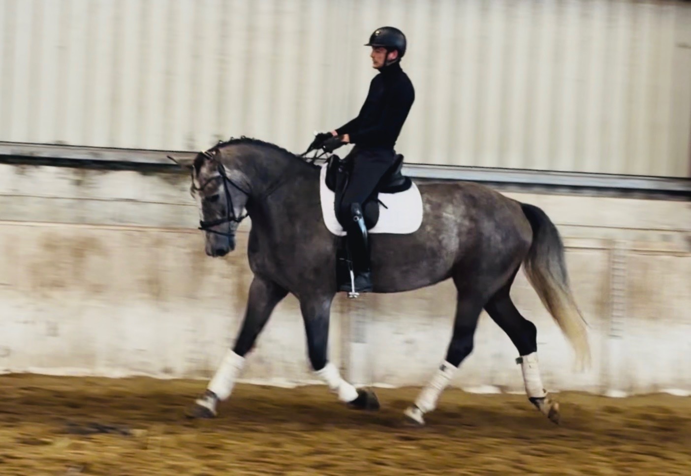 All Rounders  - "Duke: rare find! versatile, talented, ultra quiet and honest dreamhorse " Roan Gelding All Rounder