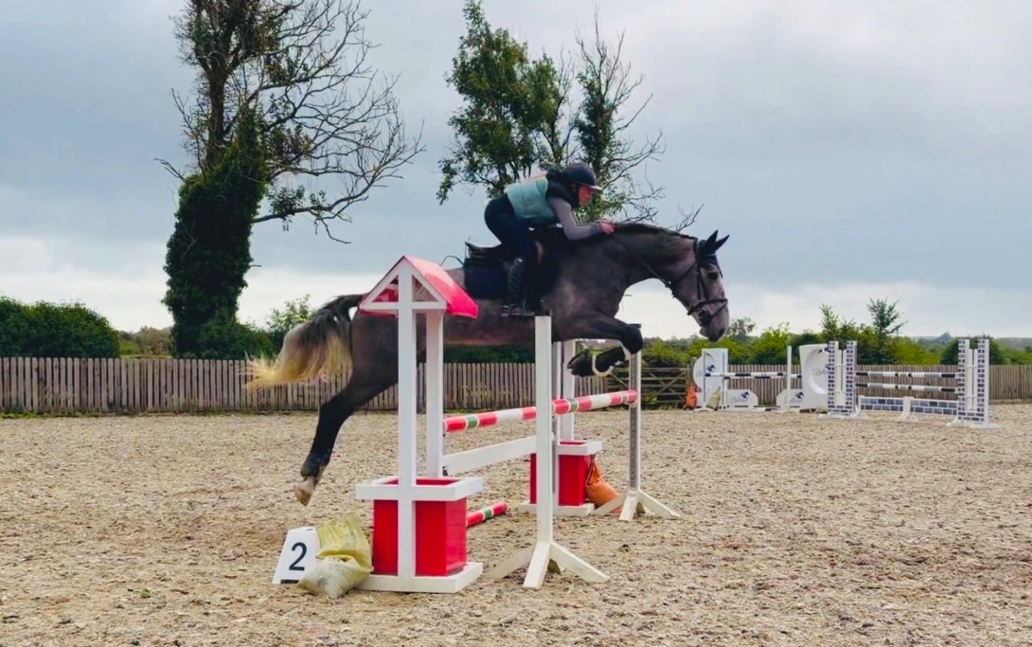 "Duke: rare find! versatile, talented, ultra quiet and honest dreamhorse " Roan Gelding All Rounder - All Rounders 