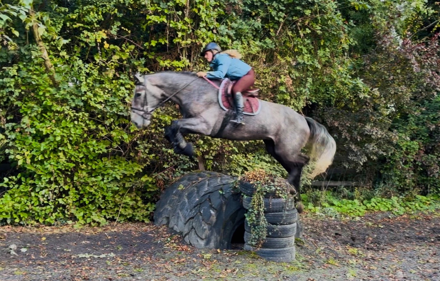 "Duke: rare find! versatile, talented, ultra quiet and honest dreamhorse " Roan Gelding All Rounder - 