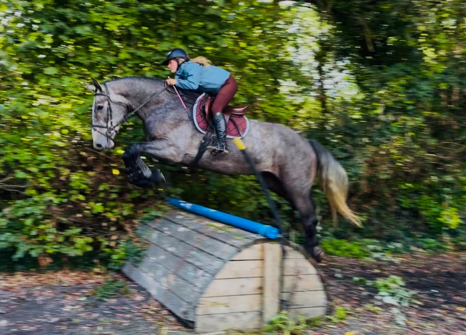 "Duke: rare find! versatile, talented, ultra quiet and honest dreamhorse " Roan Gelding All Rounder