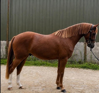 "Tango " Chestnut Gelding All Rounder