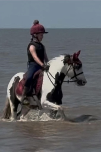 "marble" Piebald Mare All Rounder