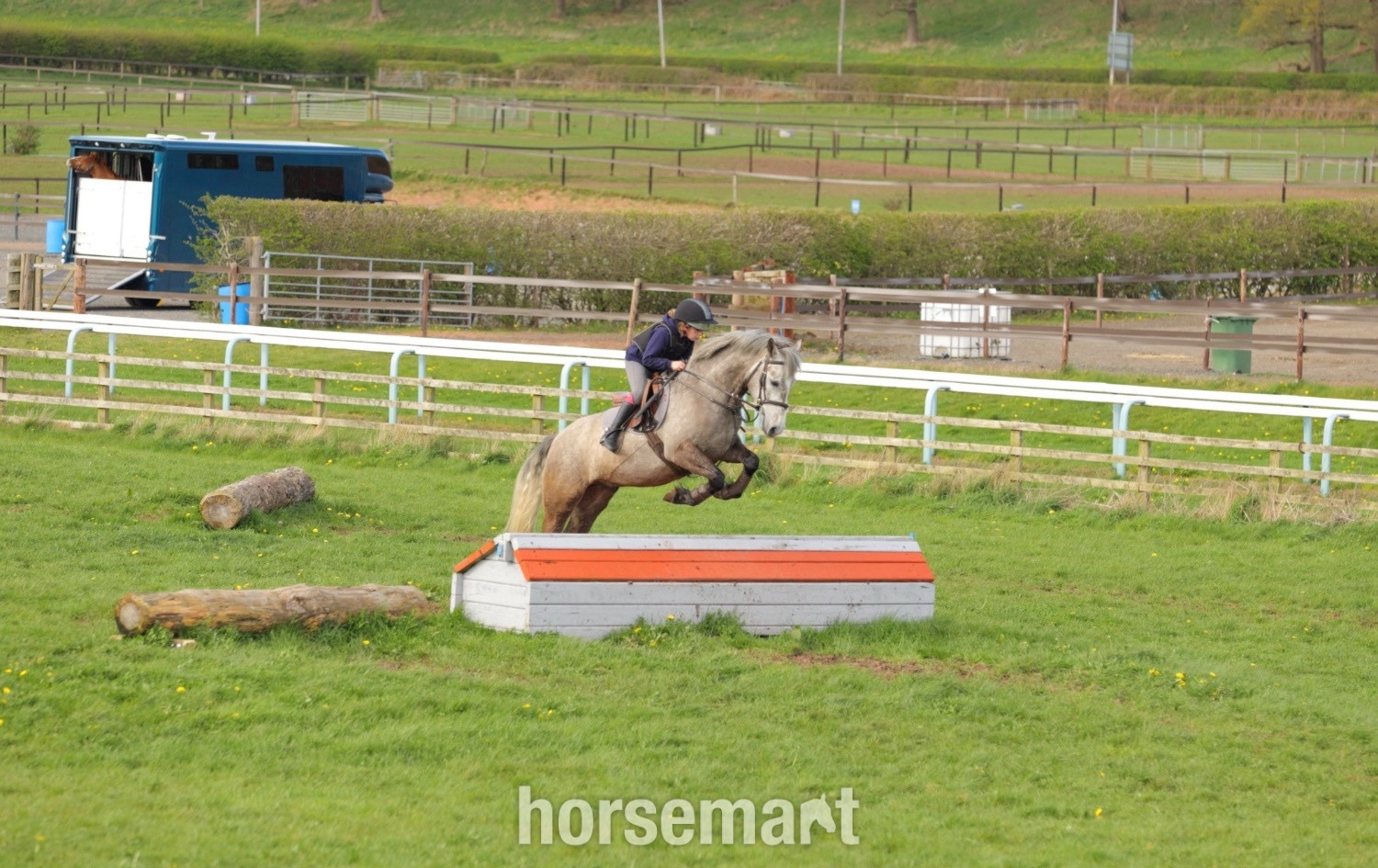 "Alfie " Grey Gelding Pony Club Pony in 
