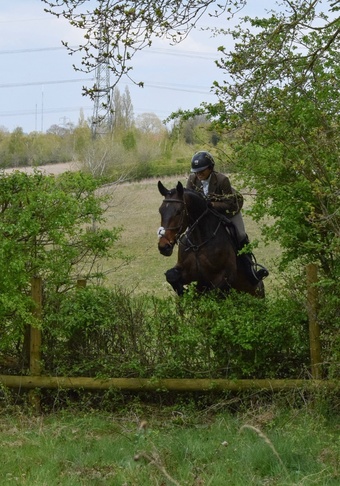 "" Bay Gelding All Rounder
