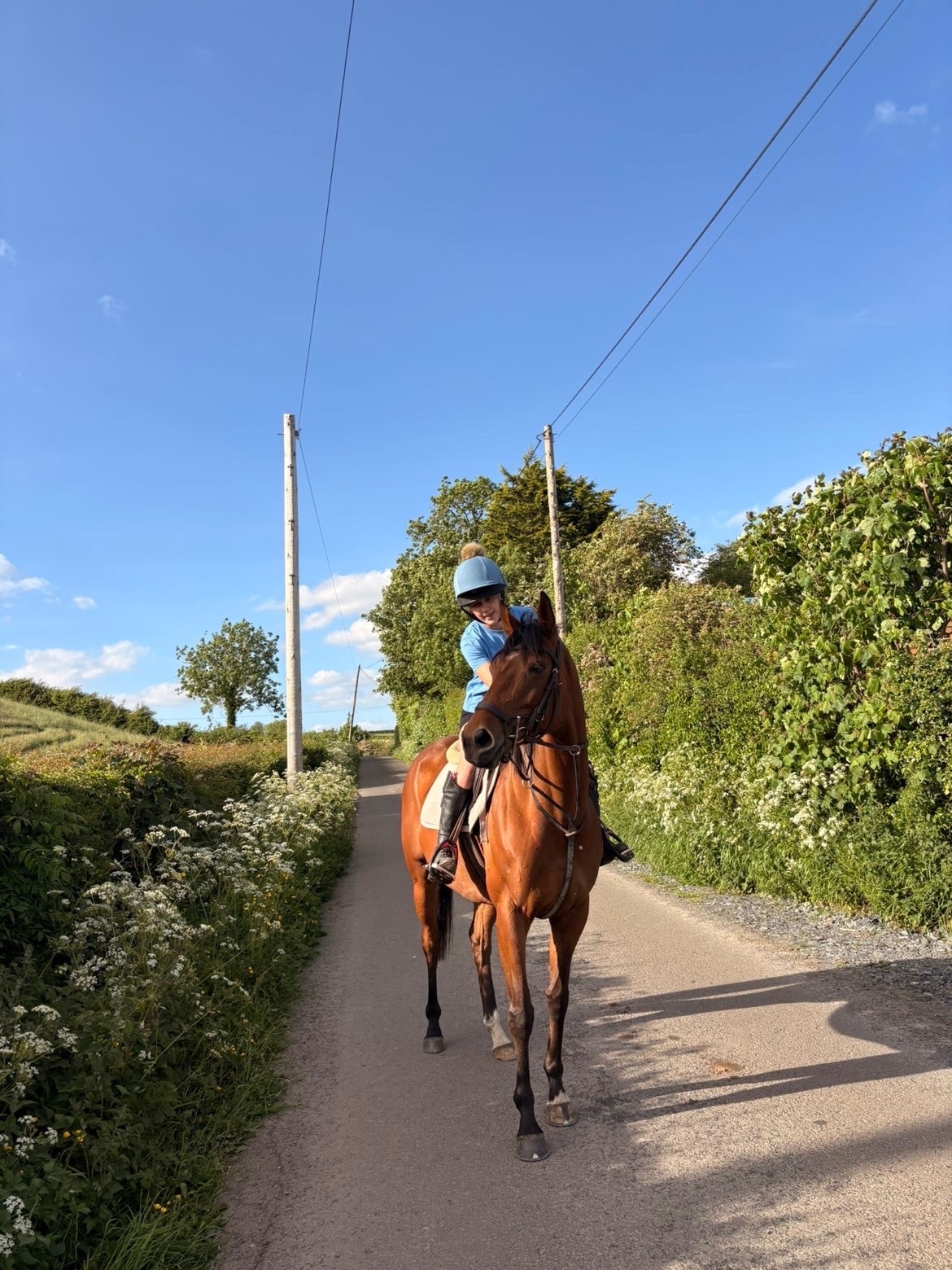 All Rounders  - "Tory " Bay Mare All Rounder