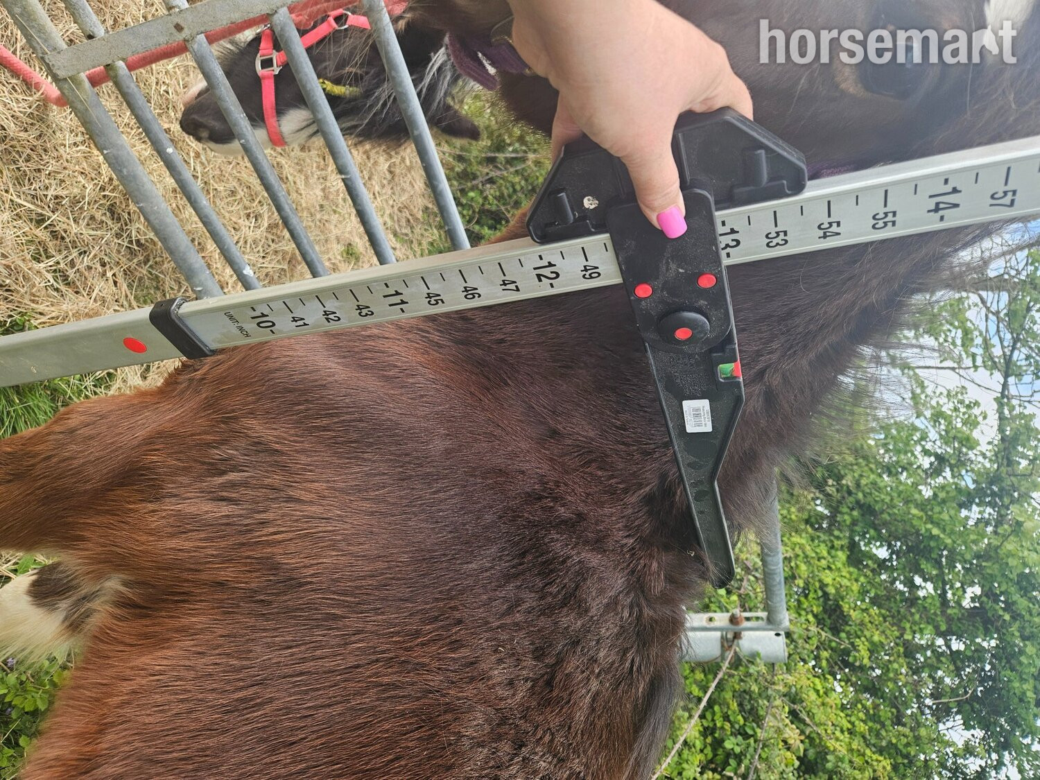 "Kiki" Bay Filly Youngstock / Foal - 