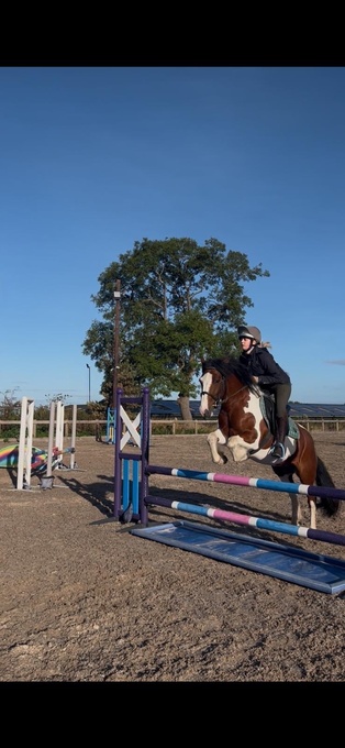 "Chelsea " Mare Cob/Heavy Horse