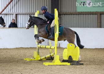 "Noddy " Bay Gelding All Rounder