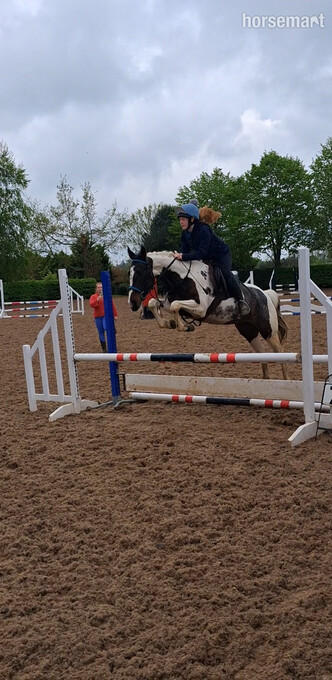 "Fea" Skewbald Mare All Rounder