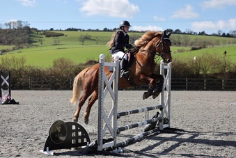 "Pepper" Chestnut Mare All Rounder