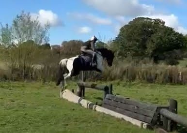 "Albie"  Gelding All Rounder - 