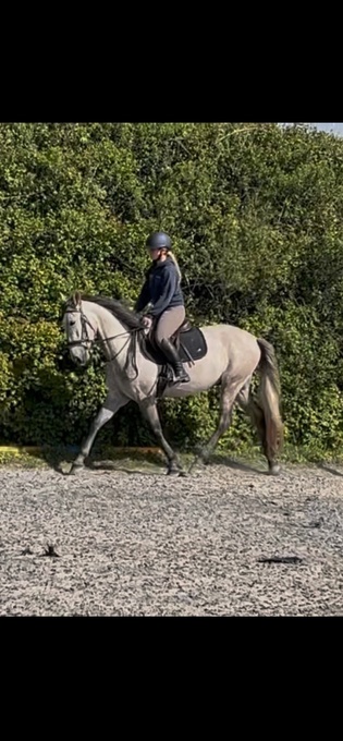 "Moose" Grey Gelding All Rounder