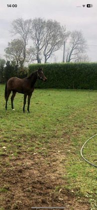 "" Filly All Rounder