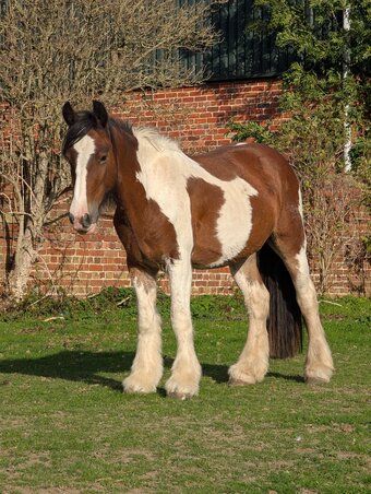 "Calvin " Skewbald Gelding Cob/Heavy Horse