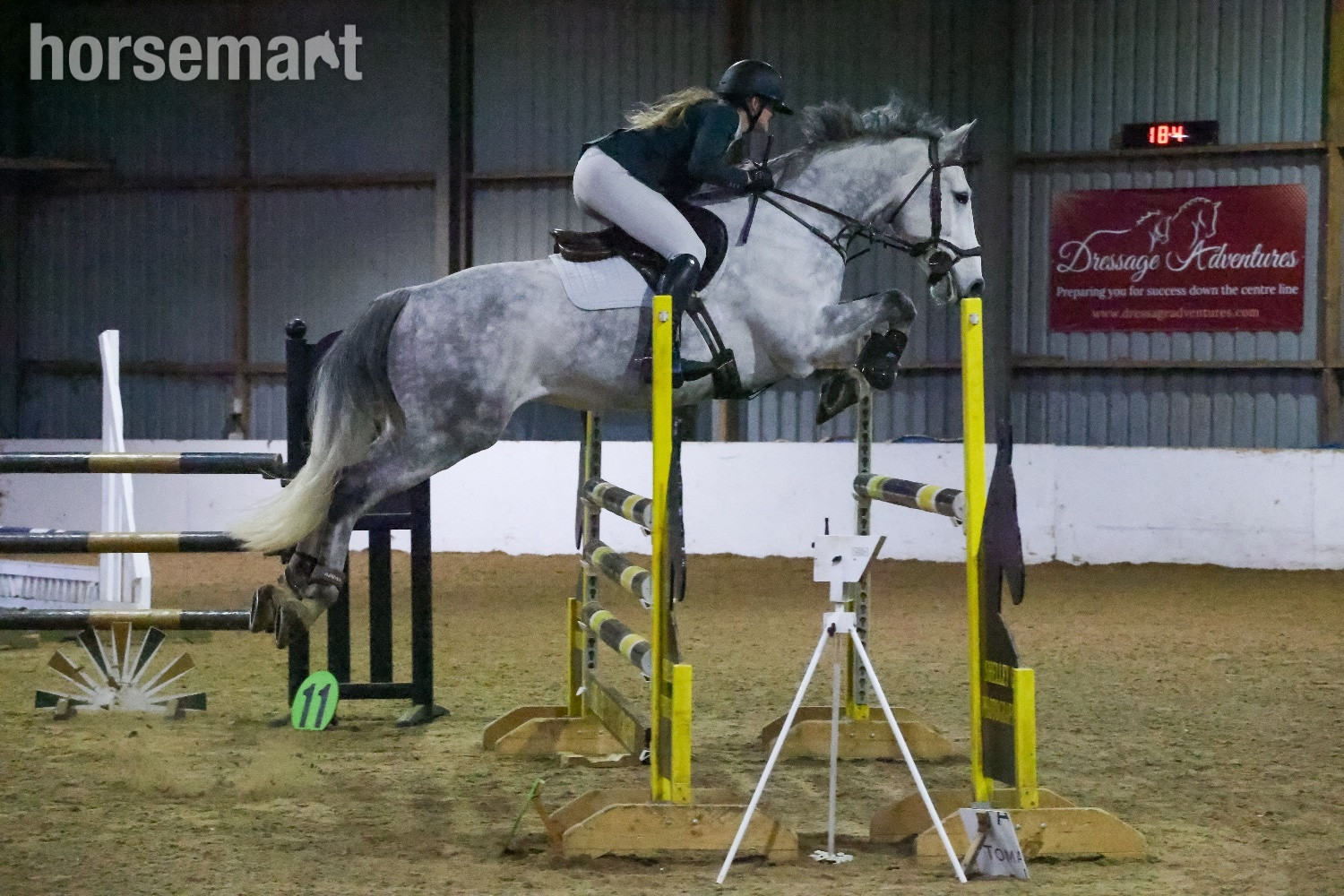 "River" Grey Gelding All Rounder in 
