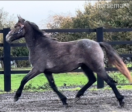 "Irish draught " Dun Filly Young Sport Horse - 