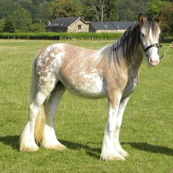 "Glitsey" Roan Filly Cob/Heavy Horse