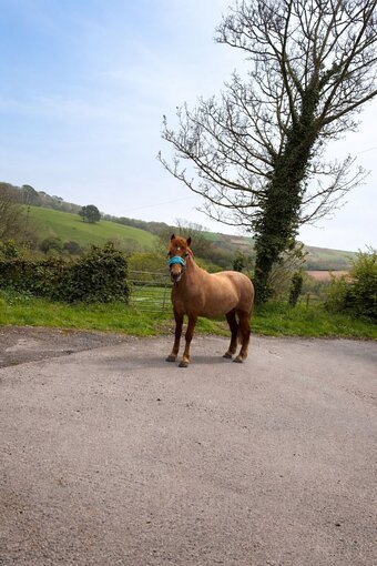 "Clemi" Chestnut Mare Mountain & Moorland Pony
