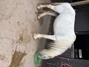 "Posey" Grey Mare All Rounder