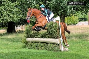 "JUST HENRY" Chestnut Gelding All Rounder
