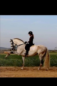 "" Grey Stallion Dressage Horse