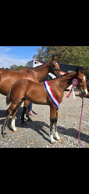 "Axton Arcturus KB aka Bear" Bay Colt Youngstock / Foal