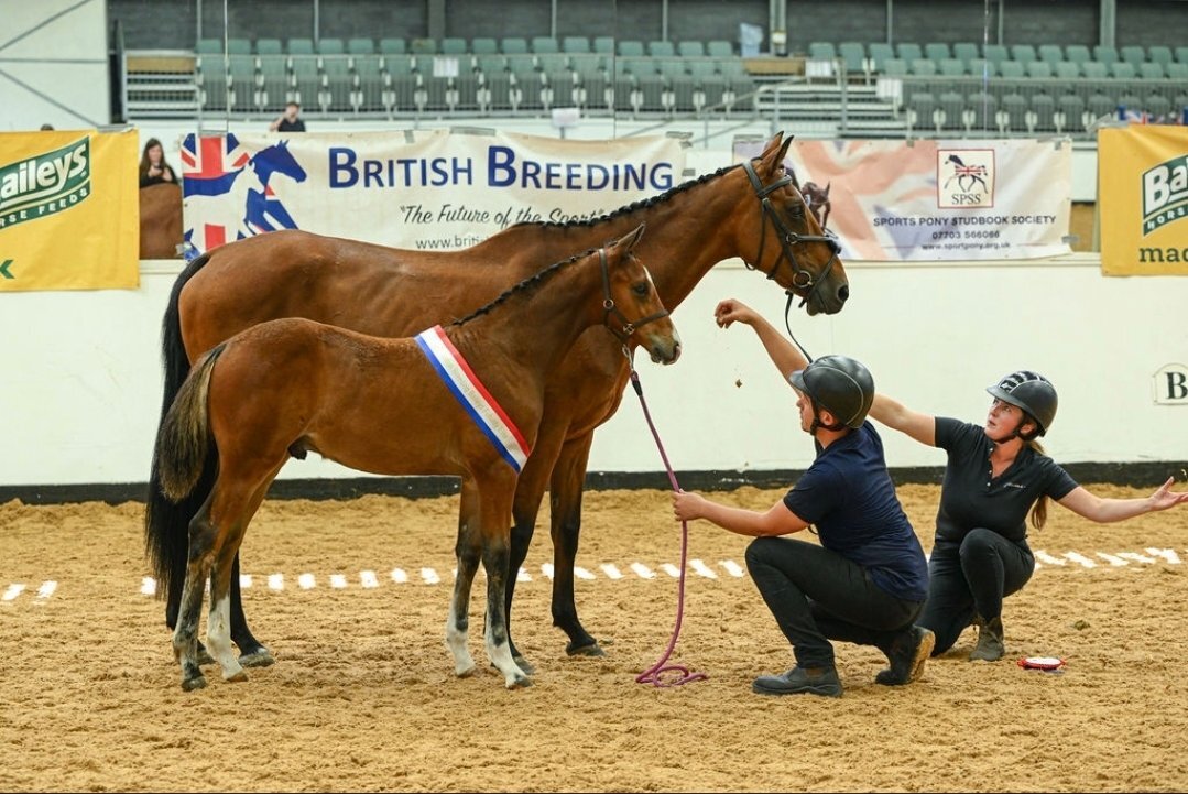 "Axton Arcturus KB aka Bear" Bay Colt Youngstock / Foal - Youngstock and Foals 